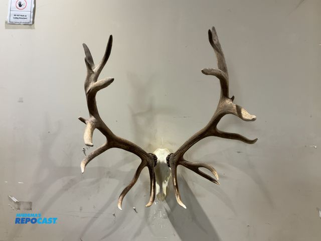 Lot 2-55754 - 9x9 Rocky Mountain Elk European Mount(DOBSON)