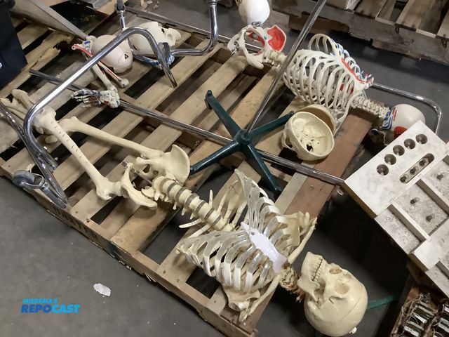 Lot 2-33760 - Skid lot of (2) medical skeletons with wheels for portability