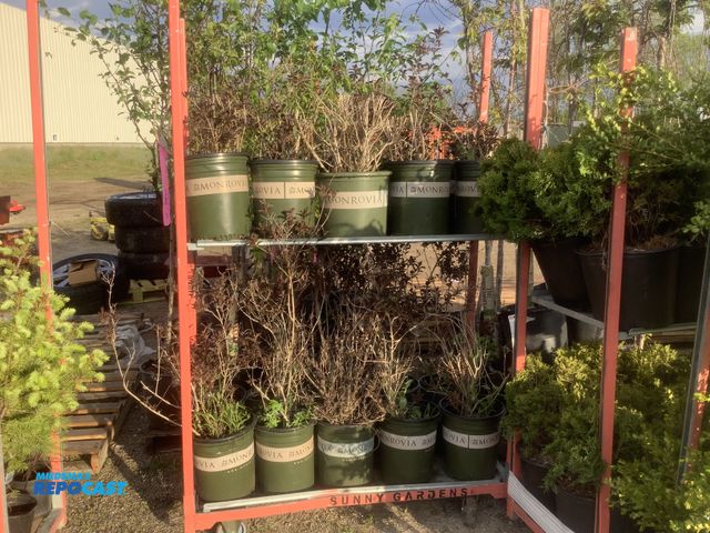 Lot 2-35964 - 20 Weigela Wine and Roses Shrubs