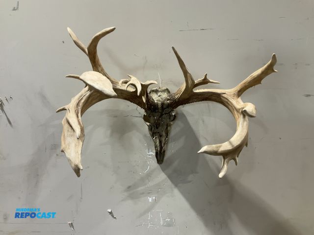 Lot 2-55757 - 21-Point Whitetail Deer Decorative European Mount(DOBSON)
