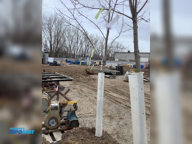 Lot 2-92543 - 1 Trees 1 caliper tree approximately 10-12’ tall and basket around the roots about 35” wide. Brandyw...