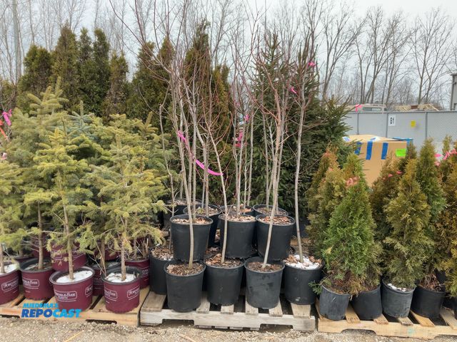Lot 2-19293 - 20 maple red 5' #5 pot grows 40-70' tall by 30-50-' wide, fast growing tree becoming rounded to oval...