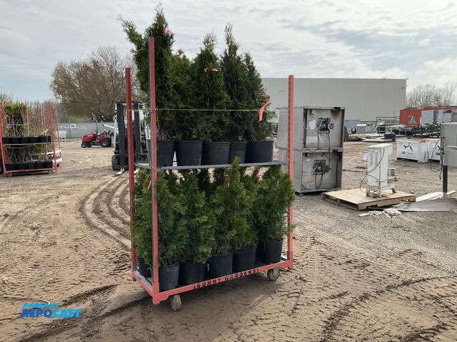 Lot 2-93804 - Lot of (25) Arb. Emerald beauty 2-3'. Grows 10-15' tall by 3-4' wide. Zones 3-8. Great specimen or p...