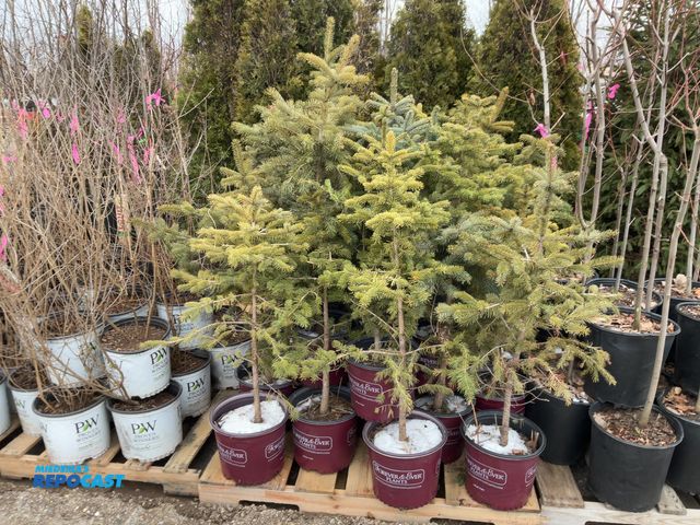 Lot 2-19294 - 20 spruce colorado blue 3' grows 50' tall by 10-20' wide, zones2-7 very popular ornamental confier, ...