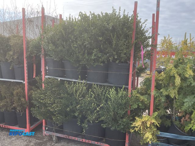Lot 2-65645 - Lot of (14) Boxwood winter gem 24-30" #7 pot, Grows 3-4' tall and wide, zones 5-9,, excellent evergr...