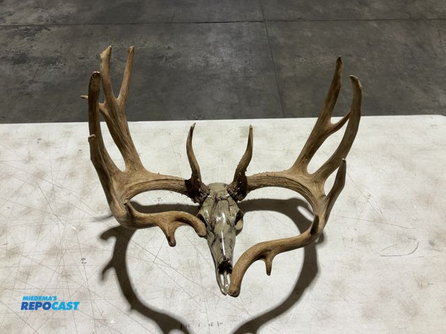 Lot 2-55770 - 17-Point Whitetail Deer Decorative European Mount(DOBSON)