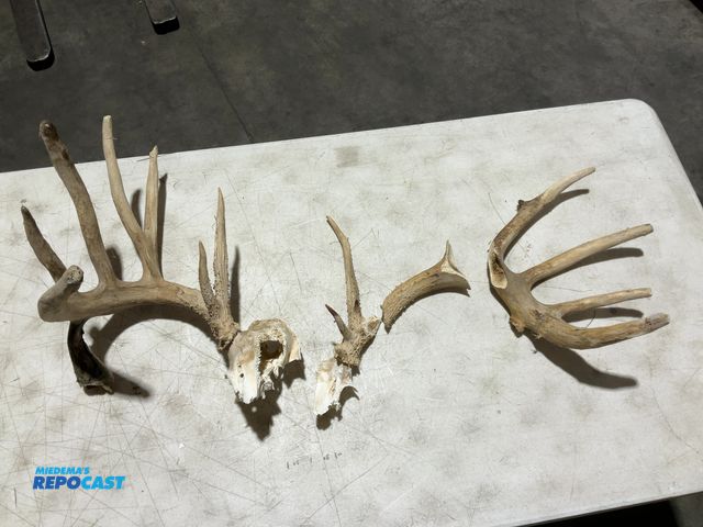Lot 2-55784 - 16-Point Whitetail Deer European Mount, broken into 4 pieces(DOBSON)