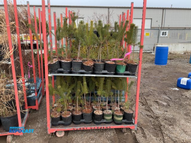 Lot 2-19302 - 48 scotch pine highland 18-24" a very popular Christmas tree, fast growing, great wildlife habitat, ...