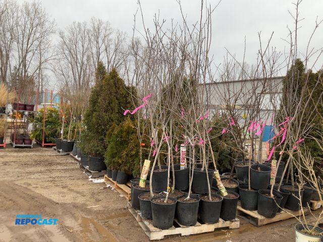 Lot 2-19744 - 20 assorted apple trees 5-6' #5 pot gala , fuji, ginger gold, braeburn, red delicious. semidwarf , g...