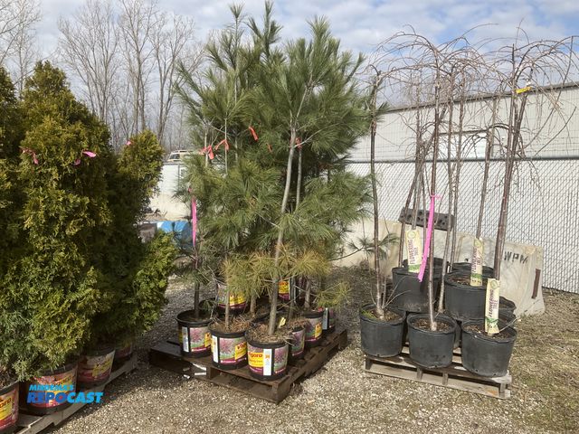 Lot 2-65643 - Lot of (15) Pine white 5-6' - Grows 50-80' tall by 30-40' wide. Native, very fast growing tree. Grea...