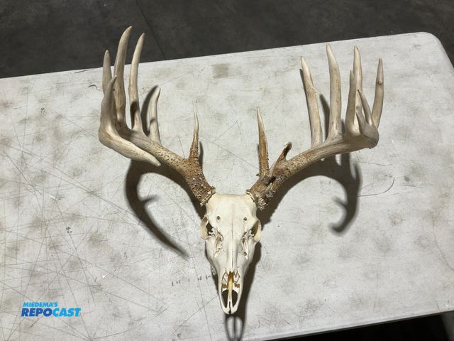 Lot 2-55773 - 19-Point Whitetail Deer European Mount(DOBSON)
