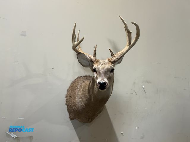 Lot 2-55341 - 9-Point Shoulder Mount Whitetail Deer(DOBSON)