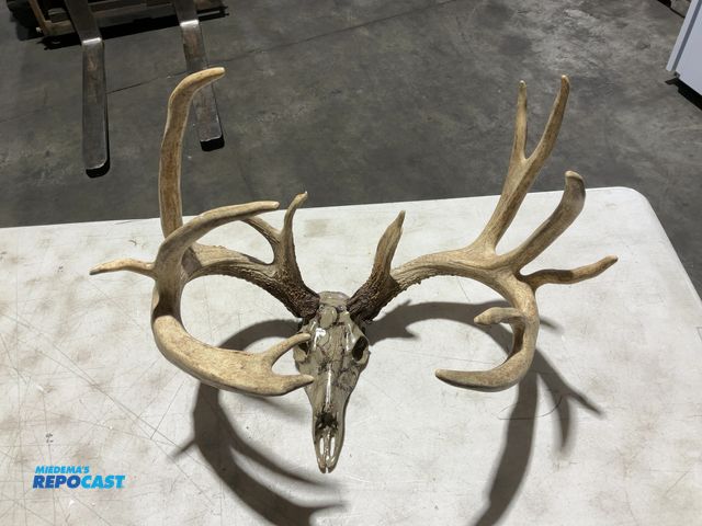 Lot 2-55779 - 15-Point Whitetail Deer Decorative European Mount(DOBSON)