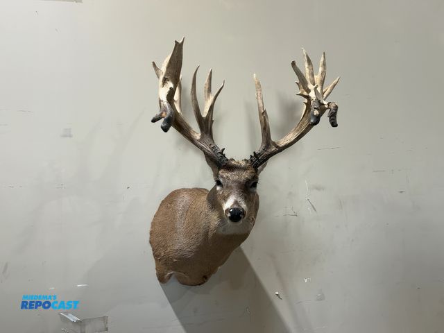 Lot 2-55336 - 25-Point Shoulder Mount Whitetail Deer(DOBSON)