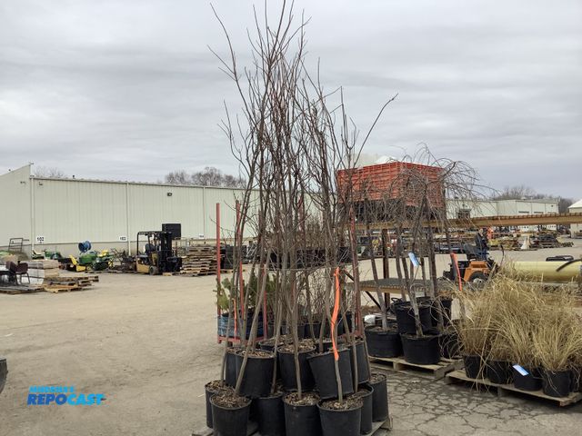 Lot 2-92122 - lot of (20) Silver Maple 6-7' #5 pot - grows 50-100' tall, a fast growing tree native to north Ameri...