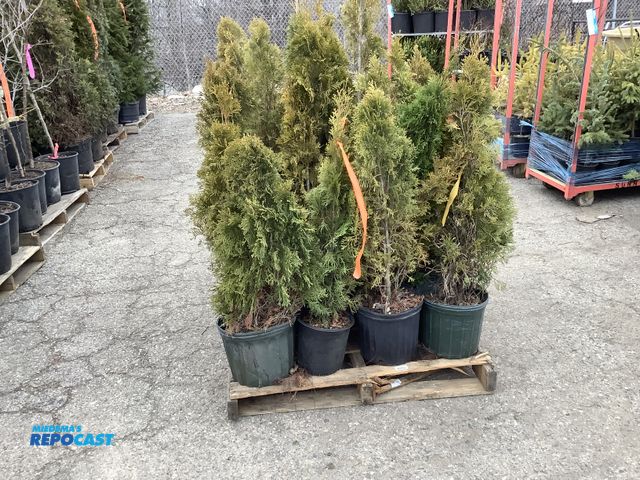 Lot 2-92121 - Lot of (25) Arb. Emerald beauty 2-3' Grows 10-15' tall by 3-4' wide, Zones 3-7, Great specimen or pr...