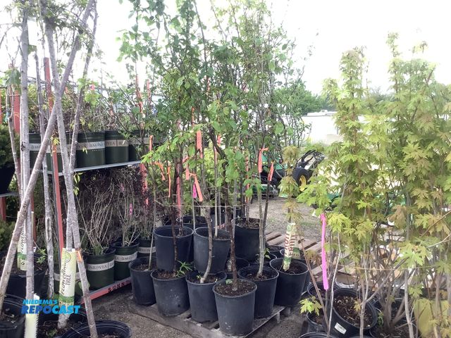 Lot 2-35967 - 20 Fruit Trees