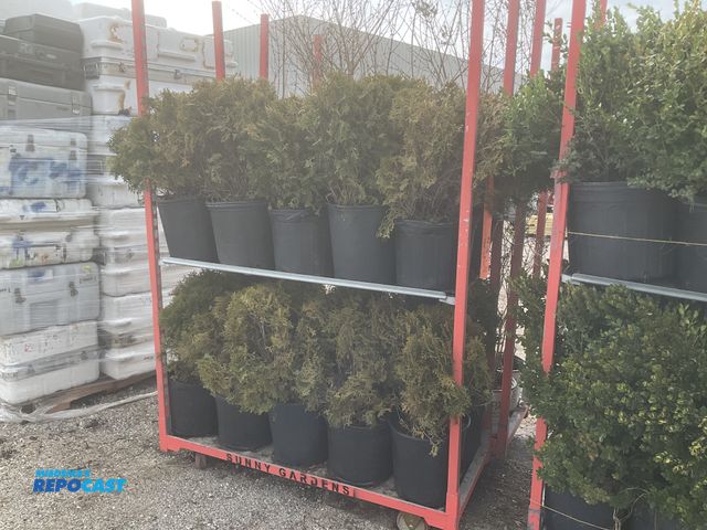 Lot 2-65646 - Lot of (20) Arborvitae Little Giant - 15-18", - grows 3' tall and wide, small globe shaped evergreen...