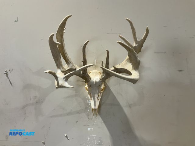 Lot 2-55756 - 15-Point Whitetail Deer European Mount(DOBSON)
