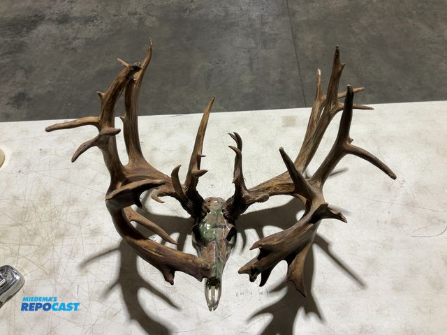 Lot 2-55763 - 34-Point Whitetail Deer Decorative European Mount(DOBSON)
