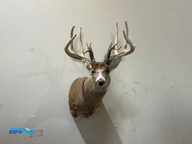 Lot 2-55334 - 13-Point Shoulder Mount Whitetail Deer(DOBSON)