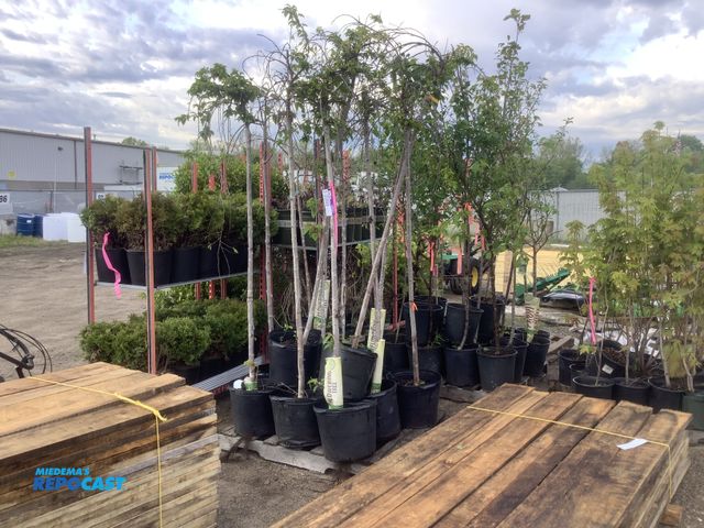 Lot 2-35968 - 13 Snow Fountain Weeping Cherry Trees
