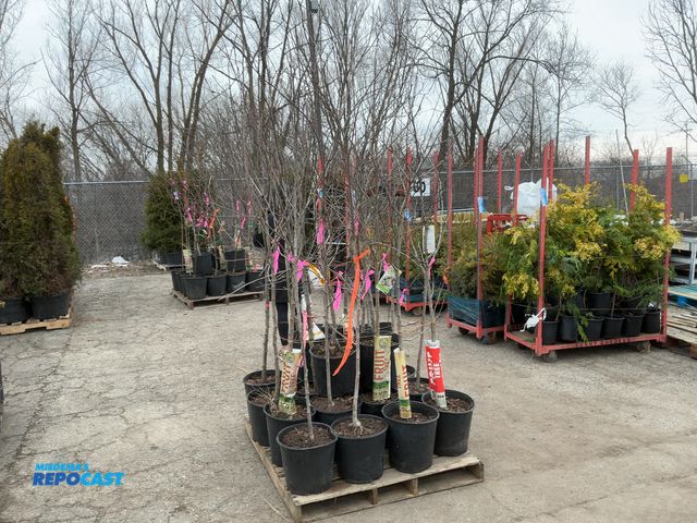 Lot 2-92125 - Lot of (20) Assorted Apple Trees 5-6' #5 pot -  Gala, Fuji, , red delicious, Harlason, semi-dwarf, e...