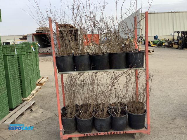 Lot 2-92116 - Lot of (20) Lilac Korean Dwarf 15-24" #5 pot - grows 4-6' tall by 4-6' wide at maturity. Very hardy ...
