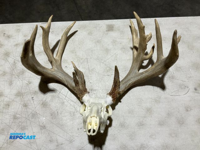 Lot 2-55775 - 17-Point Whitetail Deer European Mount(DOBSON)
