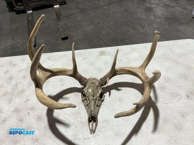 Lot 2-55783 - 10-Point Whitetail Deer Decorative European Mount(DOBSON)