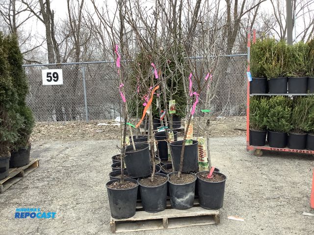 Lot 2-92116 - lot of (20) asst. fruit trees - 5-7' #5 pot - apples, cherries, peaches, plums, nectarines, and waln...