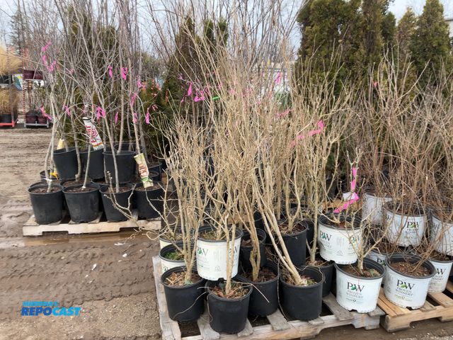 Lot 2-67083 - 25 assorted rose of sharon 3' grows 8-10' tall by 6-8' wide at maturity. full sun/part shade, blooms...