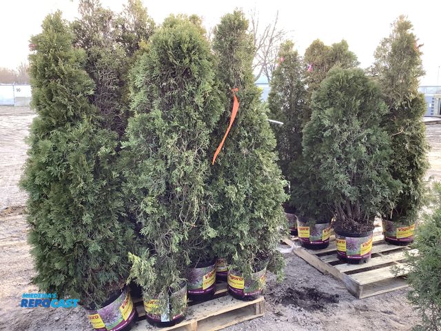 Lot 2-74292 - 20 arb emerald beauty 5-6' #10 pot grows 12-15' tall by 3-4' wide zones 3-7, great specimen or priva...