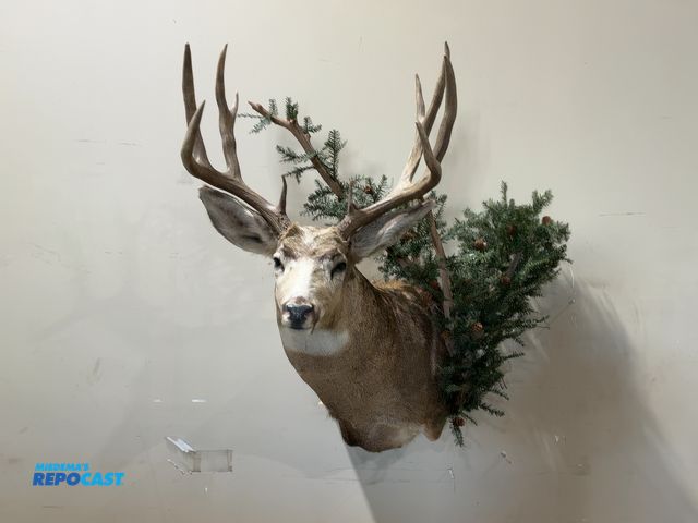 Lot 2-55338 - 10-Point Shoulder Mount Whitetail Deer w/ Tree Prop(DOBSON)