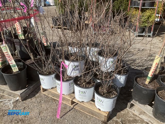 Lot 2-65637 - Lot of (20) Hydrangea Pinky Winky 2-3', #3 pot, grows 6-8' tall and wide, zones 3-8, huge 2-toned bl...