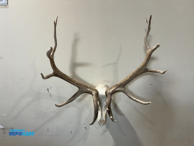 Lot 2-55339 - 6x8 Rocky Mountain Elk European Mount(DOBSON)