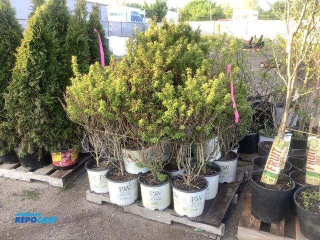 Lot 2-35972 - 20 Cherry Blossom Shrubs