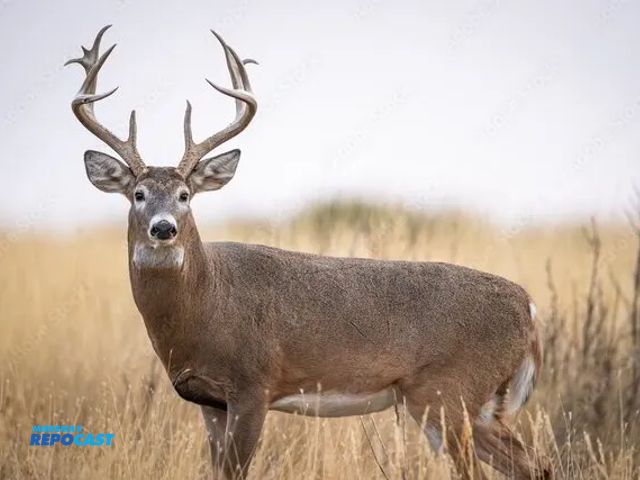 Lot 2-179WT1740-10E - 10 Trophy Whitetail Deer Semen Straws Big Papa StudCode:179WT1740 Collection Date: 01.17.2014 From G...