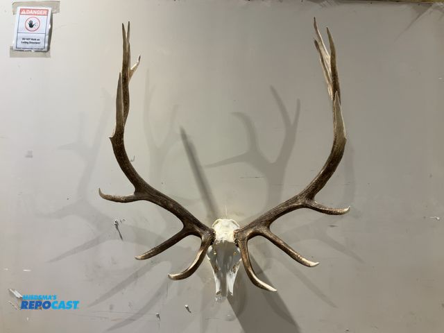 Lot 2-55502 - 8x8 Rocky Mountain Elk European Mount(DOBSON)