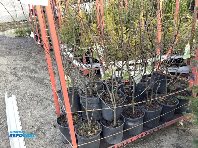 Lot 2-74266 - 25 common apple 3-4' grows 15-25' tall and wide, drovides a great source of food, shelter, and nesti...