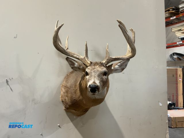 Lot 2-55499 - 11-Point Shoulder Mount Whitetail Deer(DOBSON)