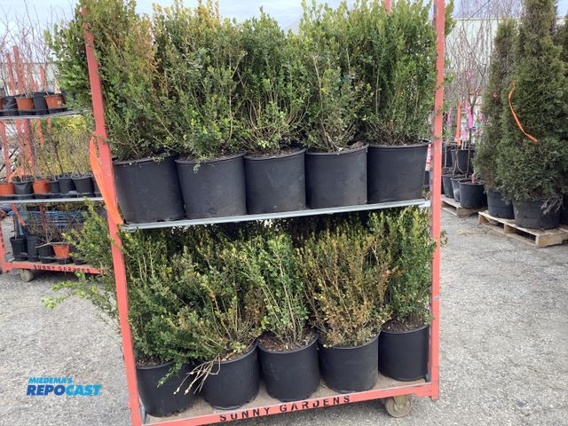 Lot 2-92119 - Lot of (20) Boxwood Winter Gem 15-18''-#5 pot grows 3-4' tall and wide, excellent evergreen shrub fo...