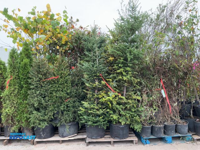 Lot 2-67868 - lot of (8) fraser fir 5-6' - grows 30-50' tall and 10-25' wide zones 4-7