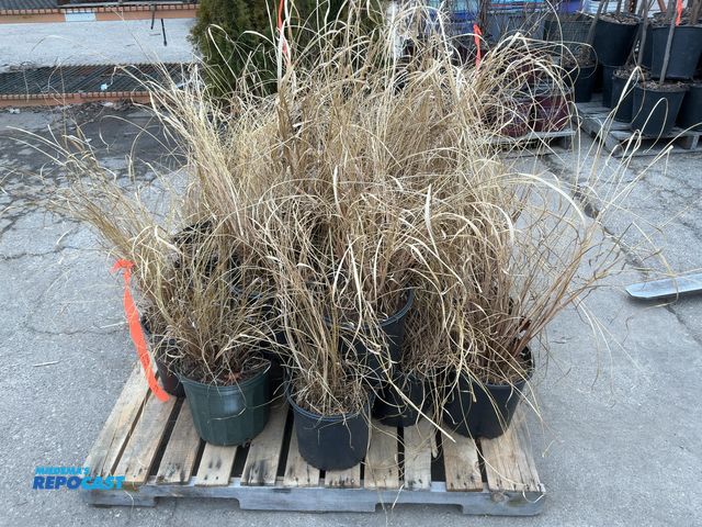 Lot 2-92130 - Lot of (25) Fountain Grass Red Head 2', # 3 pot - grows 3-4' tall by 2-3' wide, zones 5-9, great spe...