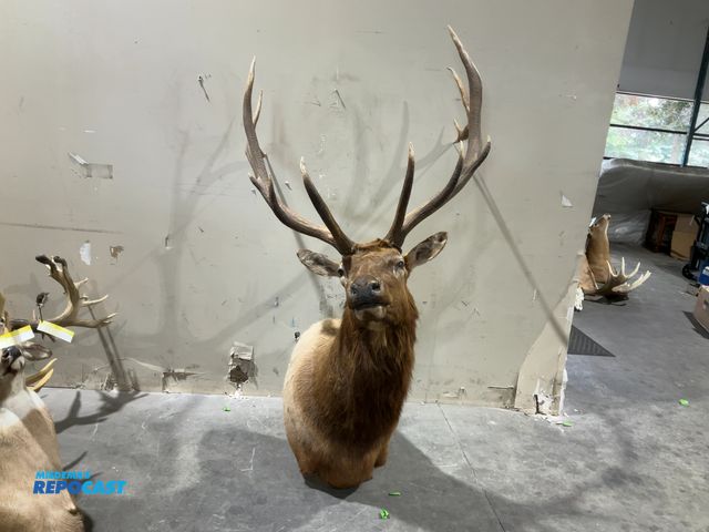 Lot 2-55751 - 6x7 Rocky Mountain Elk Shoulder Mount(DOBSON)