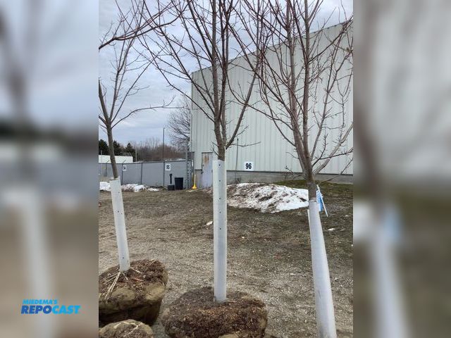 Lot 2-92541 - 1 Caliper Trees 1 caliper tree approximately 10’ 5” tall with basket around roots about 33” wide. Br...