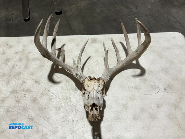 Lot 2-55777 - 14-Point Whitetail Deer European Mount(DOBSON)