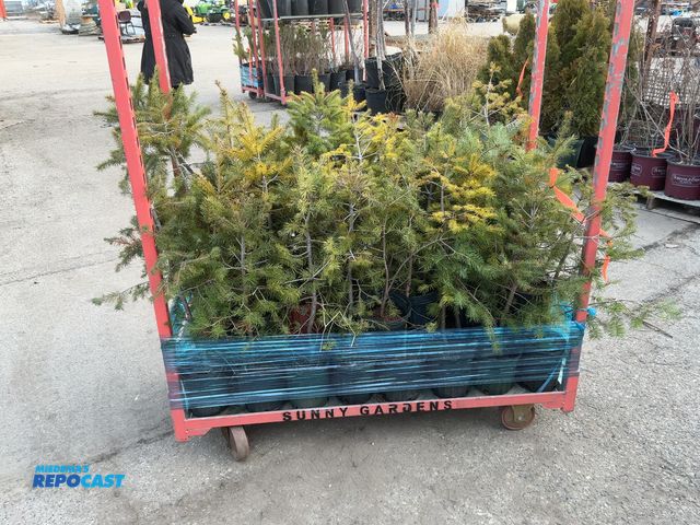 Lot 2-92126 - Lot of (50) Douglas Fir 18-24" - One of the worlds strongest, straightest, fastest growing trees, so...