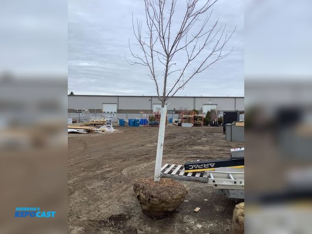 Lot 2-92545 - 1 Trees 1 brandywine maple tree approximately 10-12’ tall with basket around roots about 33” wide an...