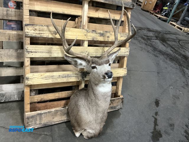 Lot 2-64128 - Shoulder mount buck